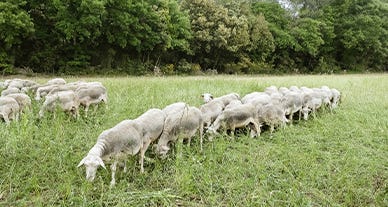 Yaourt à la grecque de brebis